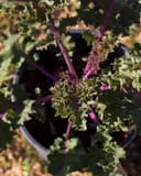 Sunbor Kale with frilly green leaves and vivid purple stems in a nursery container