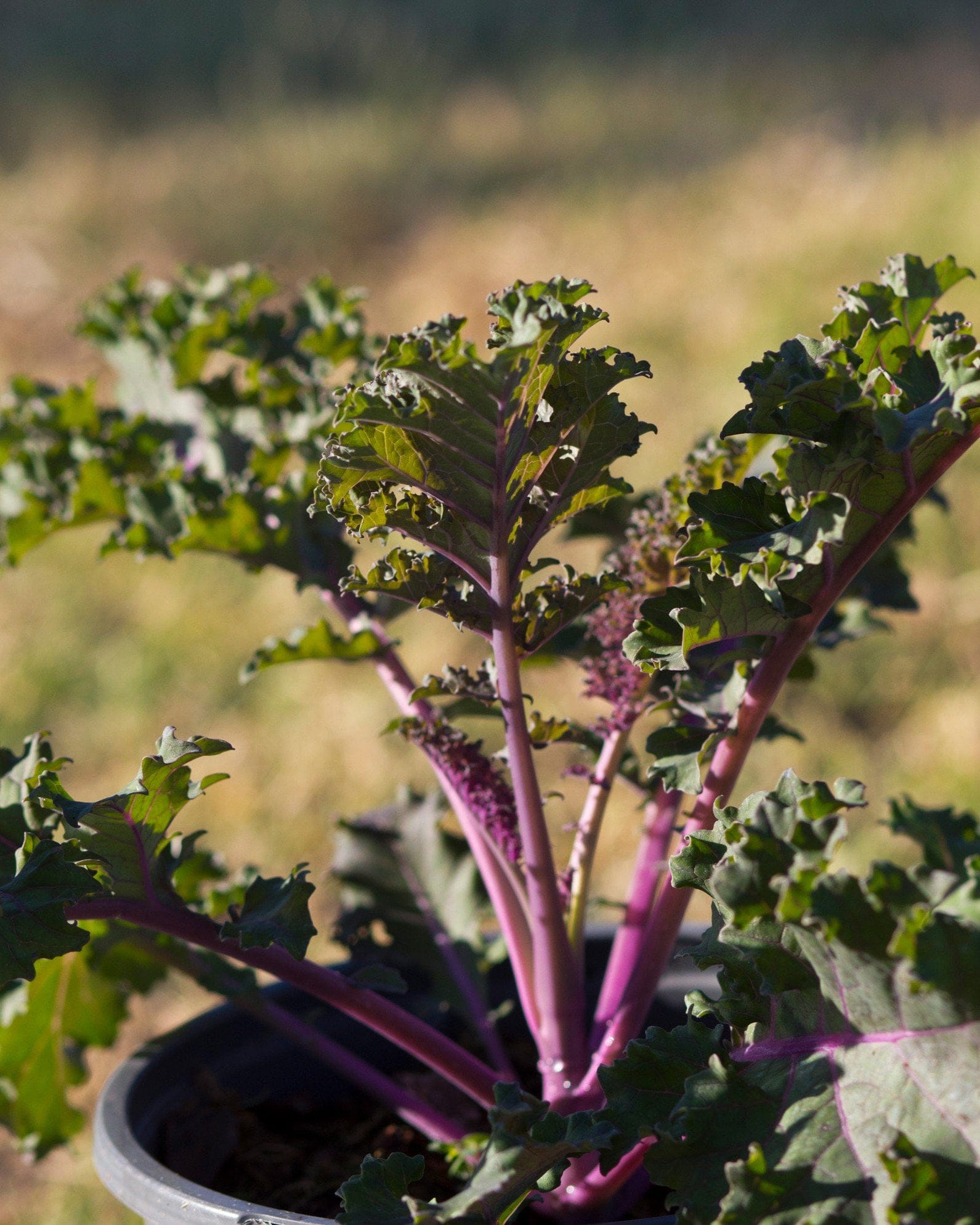 Sunbor Kale with purple stems and ruffled green leaves growing in a nursery container