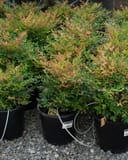 Sunray Nandina shrubs with copper-tinted new foliage growing in black nursery containers
