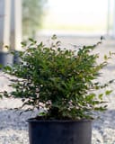 Sunray Nandina with dense green foliage growing in a black nursery container