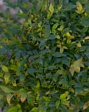 Sunray Nandina with dense green foliage and red-tinted new leaves