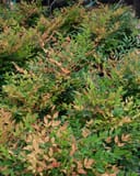 Sunray Nandina shrubs with dense green foliage and peach-colored new growth