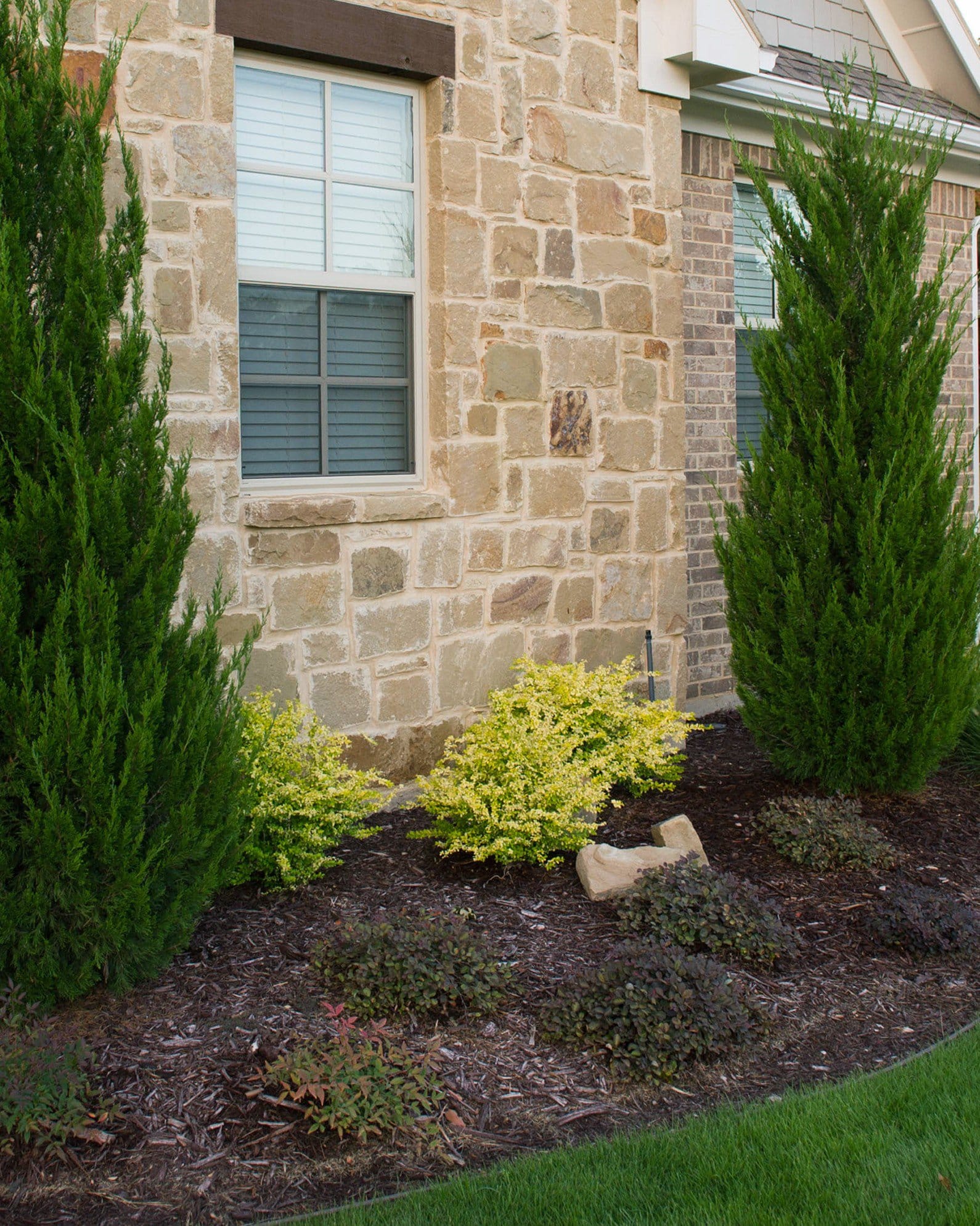 Sunshine Ligustrum - view 5