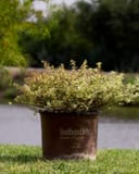 Suntastic Pink Abelia with variegated foliage growing in a nursery container on grass