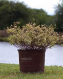 Suntastic Pink Abelia with variegated foliage in a nursery container beside a pond