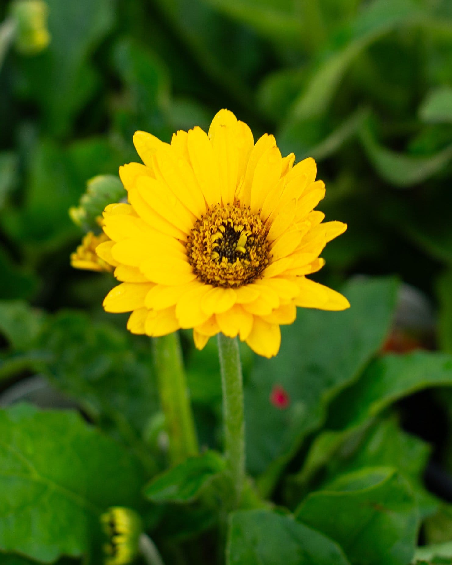 Sweet Vibe Gerbera Daisy with bright yellow petals and a dark textured center