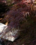 Tamukeyama Japanese Maple with cascading burgundy laceleaf foliage