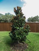 Teddy Bear Magnolia with dense glossy foliage planted in a residential lawn