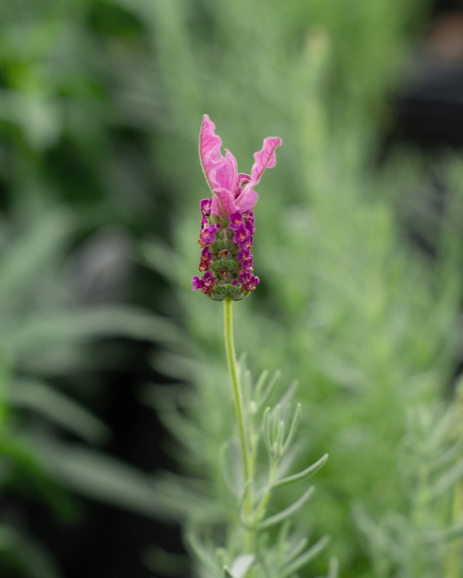 The Princess Spanish Lavender with a tall pink flower spike and narrow green foliage