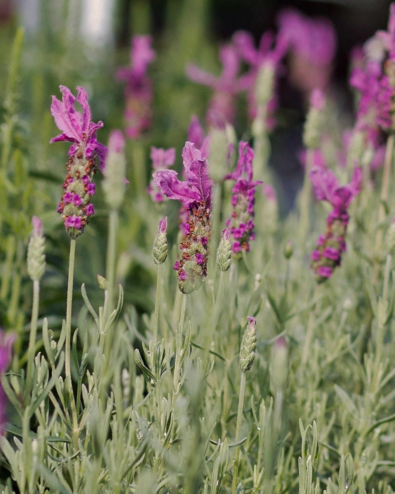 The Princess Spanish Lavender with purple flower spikes and silvery foliage