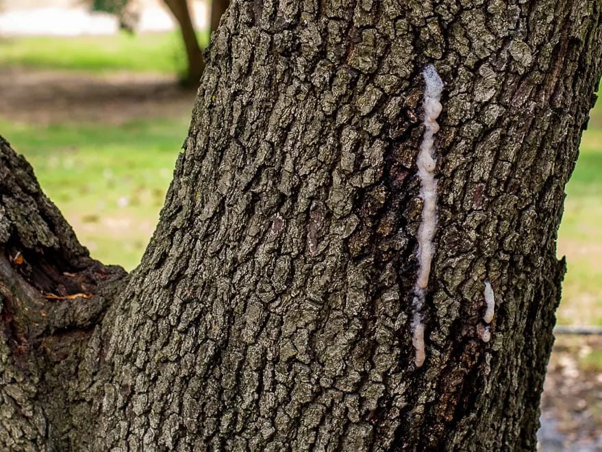 Tree Borer Infested Bark