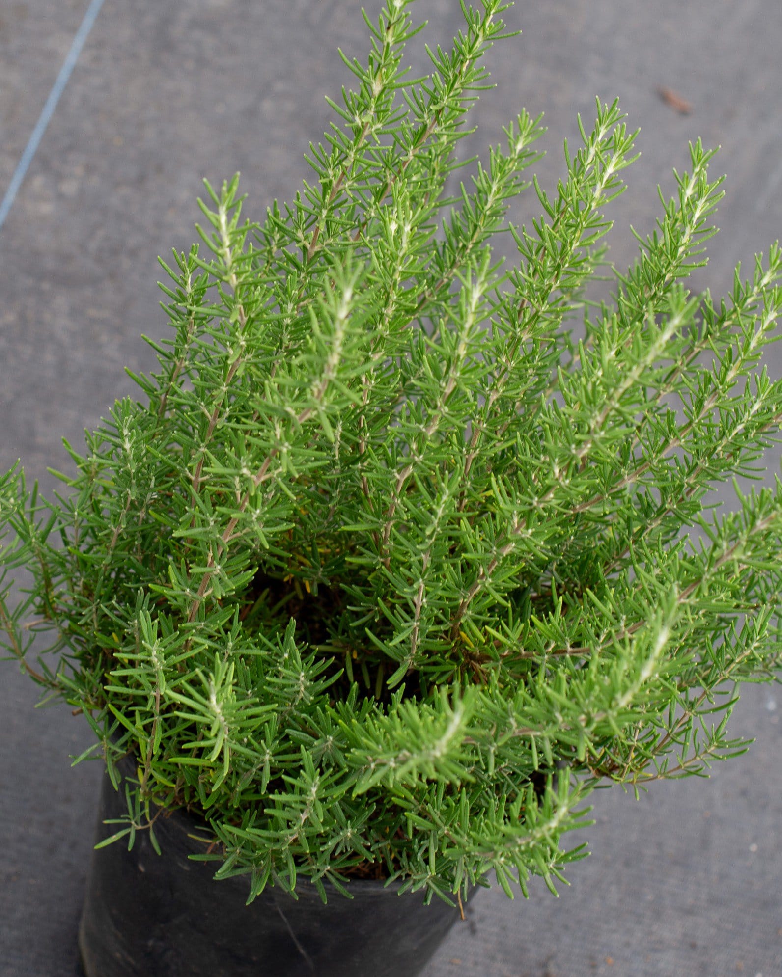 Tuscan Blue Rosemary - view 4