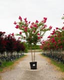 Tuskegee Crape Myrtle with bright pink flower clusters in a nursery container