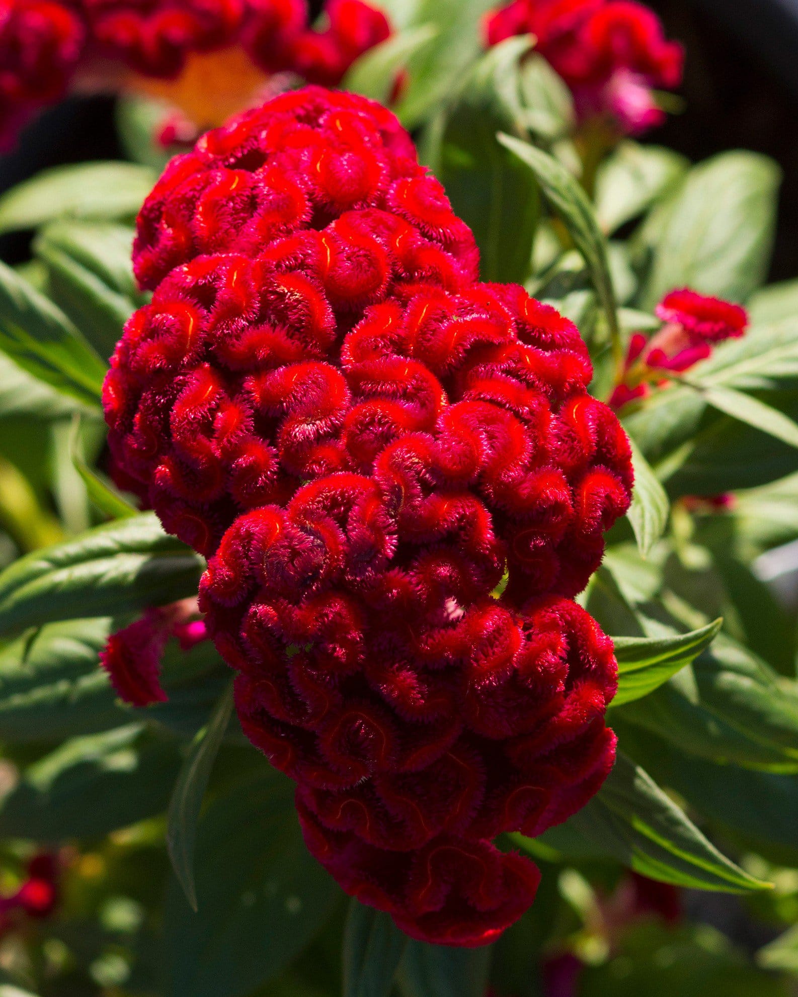 Twisted Red Celosia - view 5