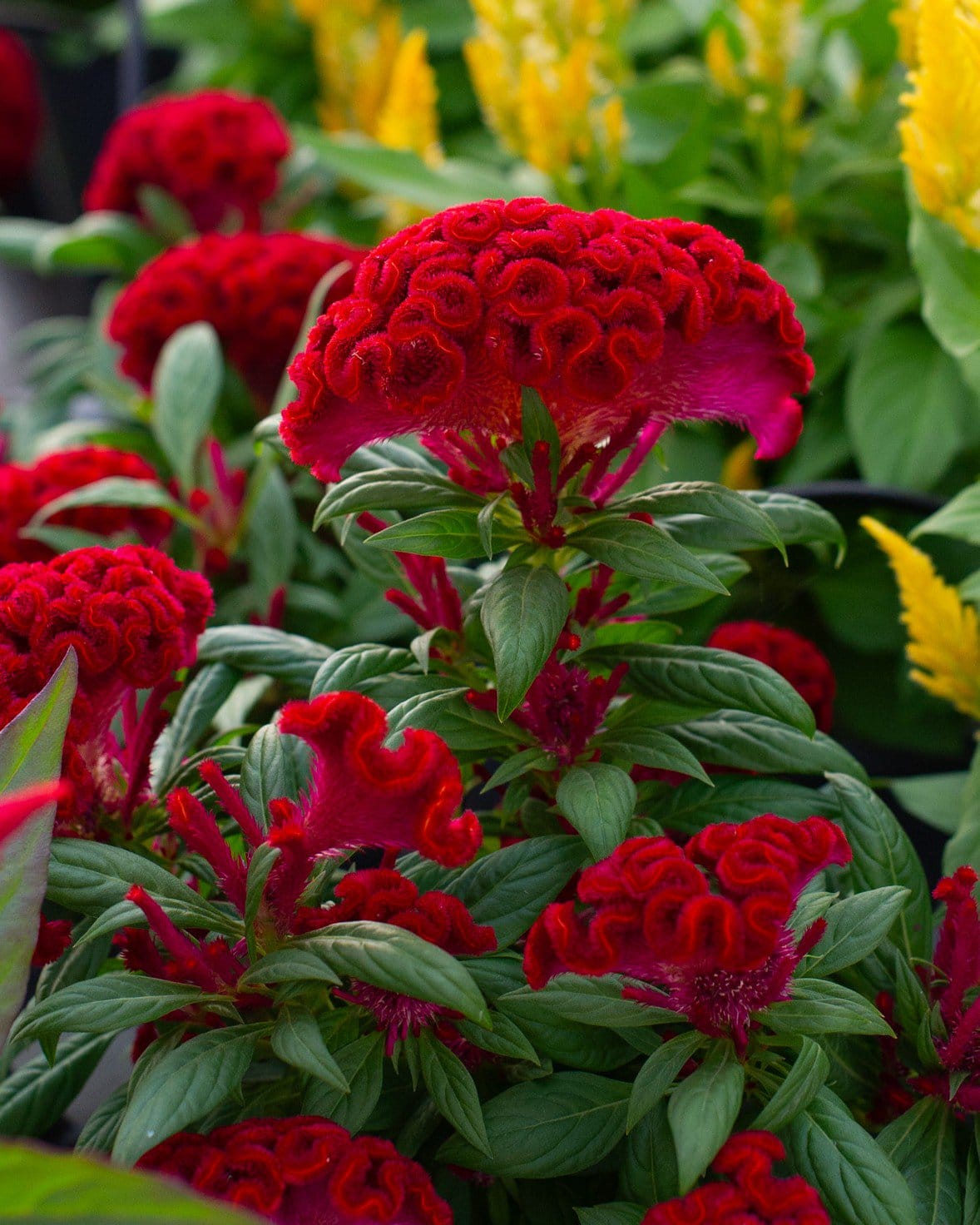 Twisted Red Celosia