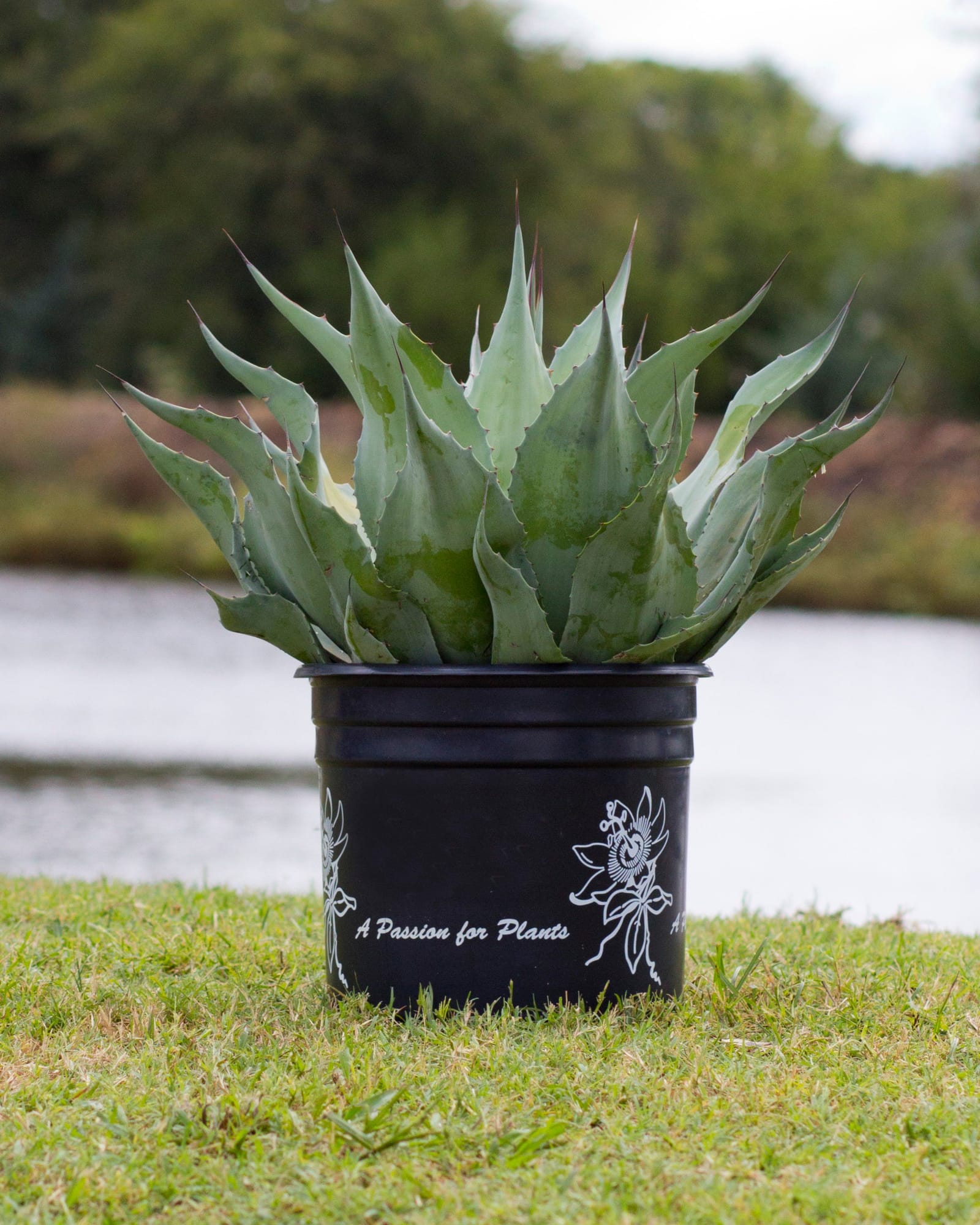 Vanzie Agave - view 5