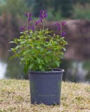 Vibe Ignition Purple Salvia with vivid purple flower spikes in a nursery container