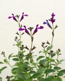 Vibe Ignition Purple Salvia with vivid purple flowers and green foliage