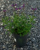 Vibe Ignition Purple Salvia in a nursery container with green foliage and purple flowers