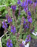 Violet Profusion Salvia with tall spikes of purple flowers and green foliage in nursery containers
