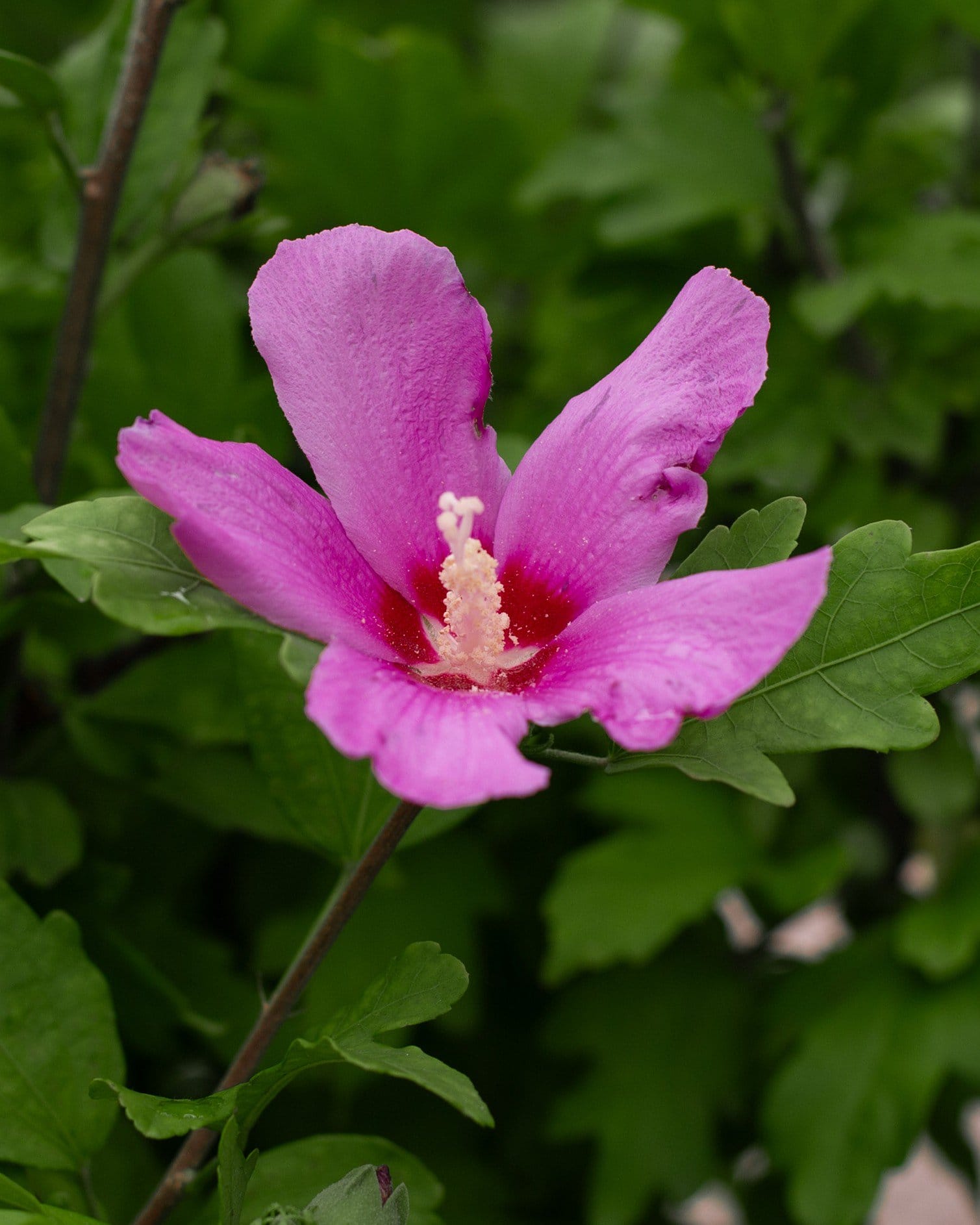Violet Satin Althea with a vibrant pink-purple flower and prominent pale stamen