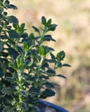 Wall Germander with dense dark green foliage in a nursery container