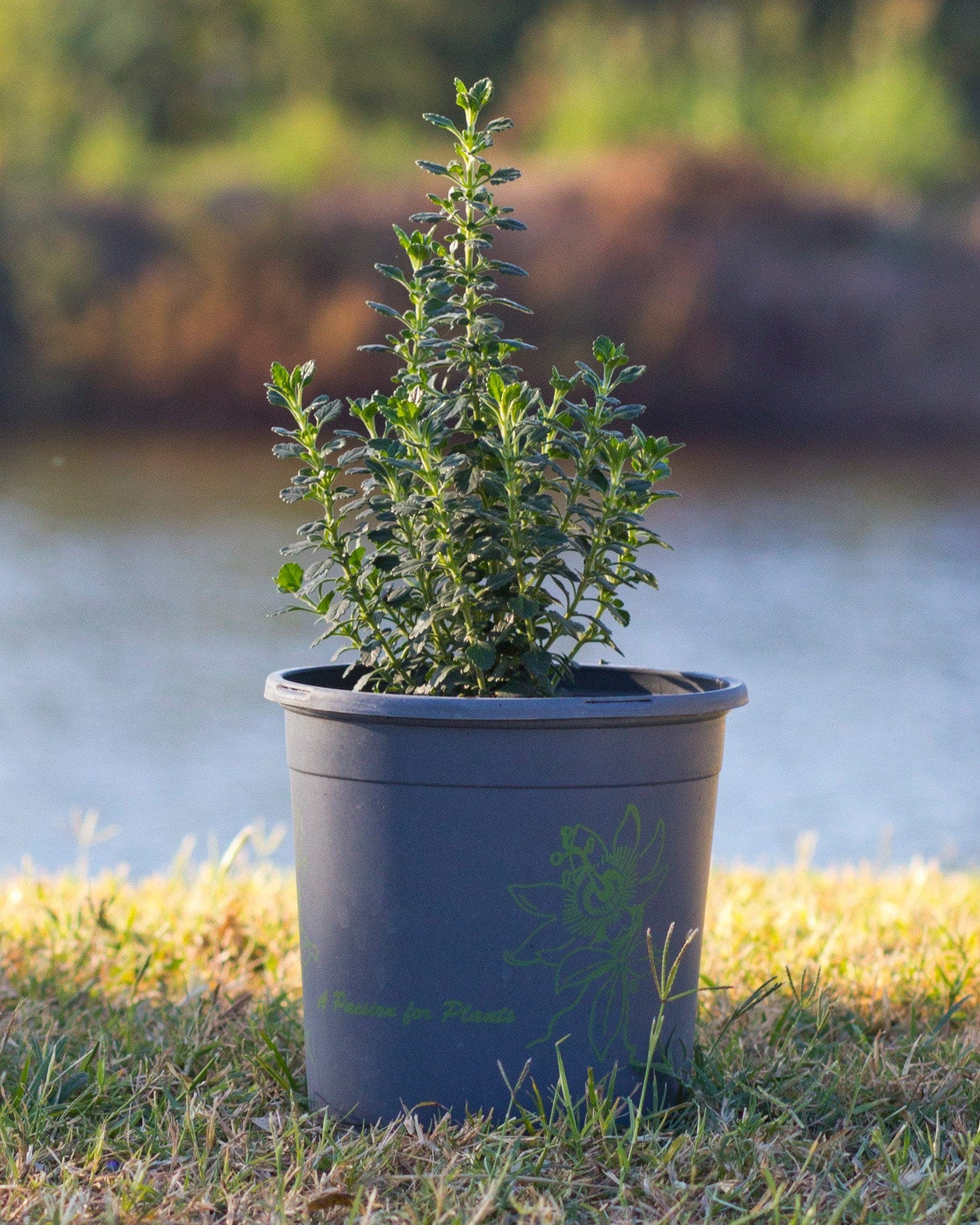 Wall Germander with dense green foliage growing in a nursery container outdoors