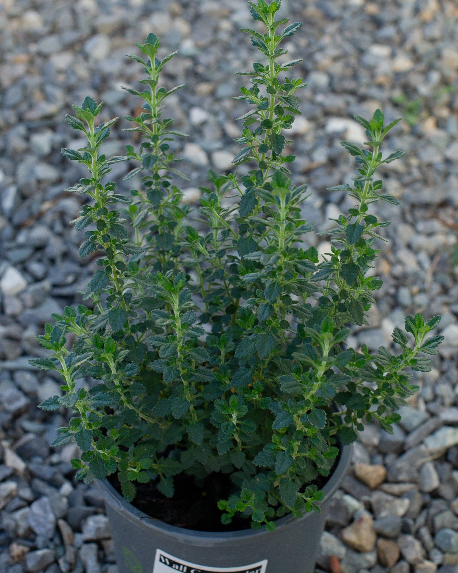 Wall Germander