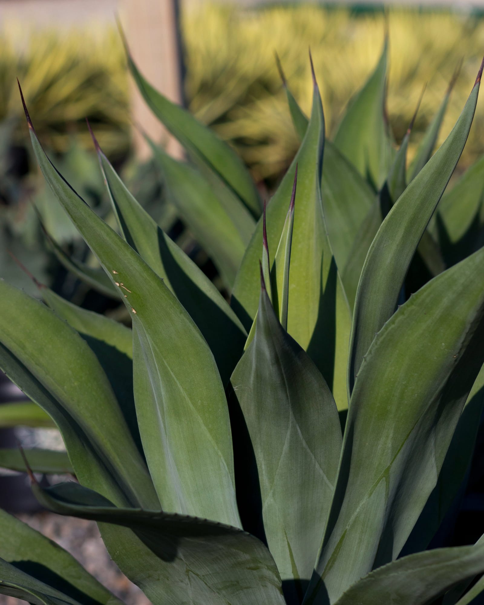Weber's Agave