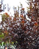 White Flash Crape Myrtle with dense burgundy foliage and bright red new growth