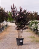 White Flash Crape Myrtle with dark foliage and white flowers in a nursery container