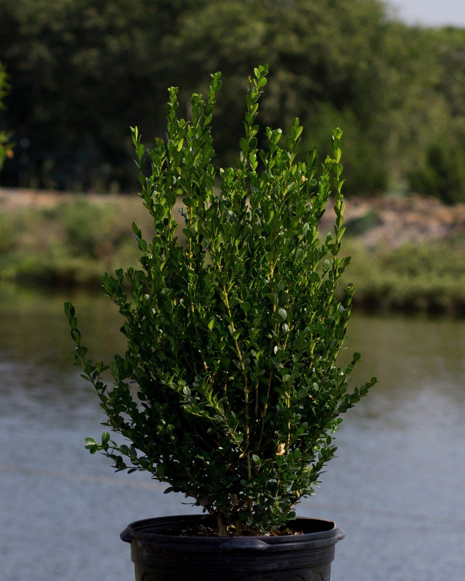 Wintergreen Boxwood