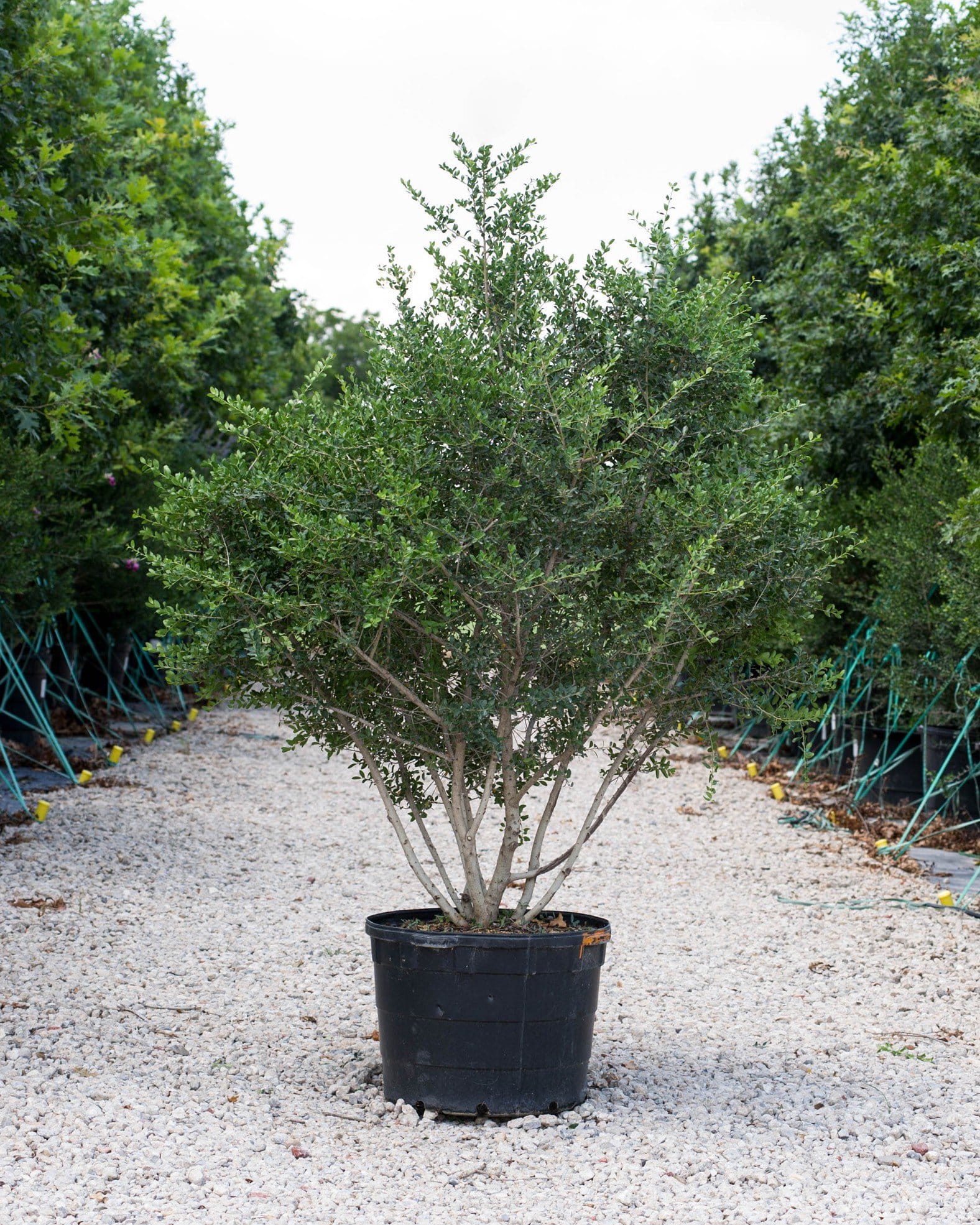 Yaupon Holly