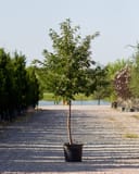 Yoshino Cherry tree with a slender trunk and green foliage in a black nursery container