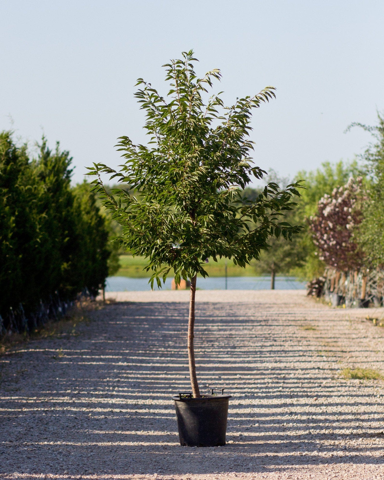 Yoshino Cherry tree with a slender trunk and green foliage in a black nursery container