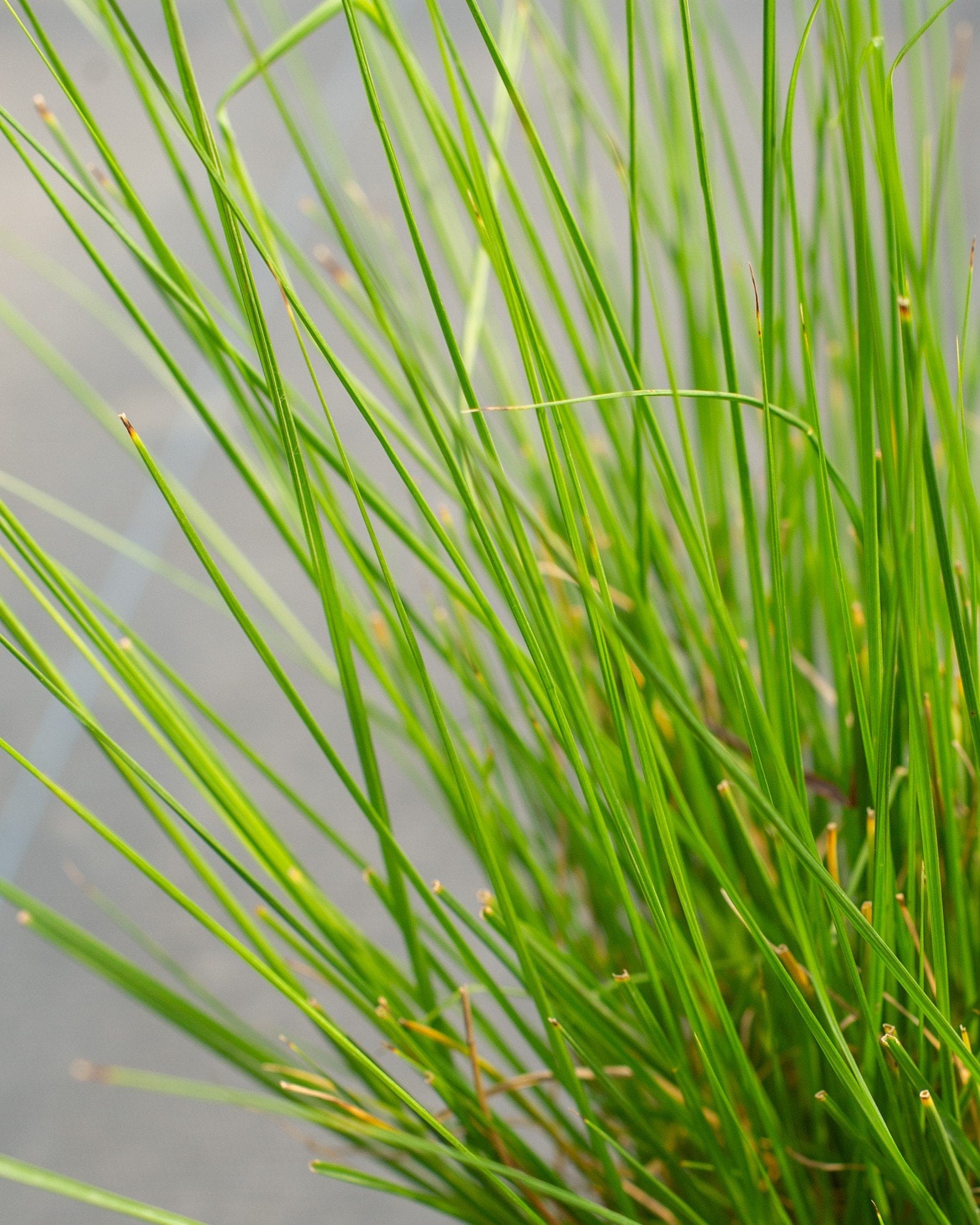 Cassian Fountain Grass - Image 1