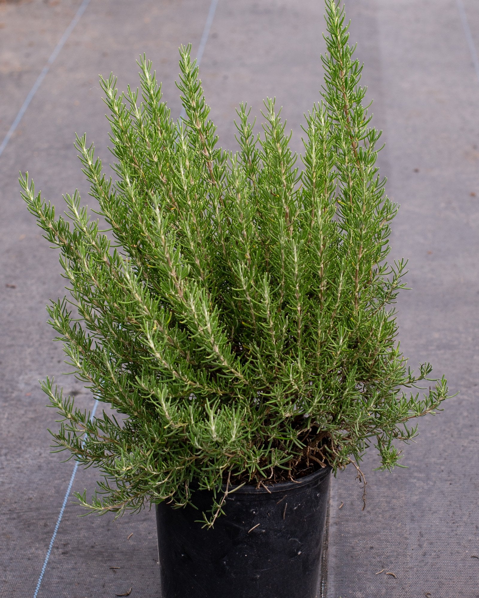 Roman Beauty Rosemary - Image 1