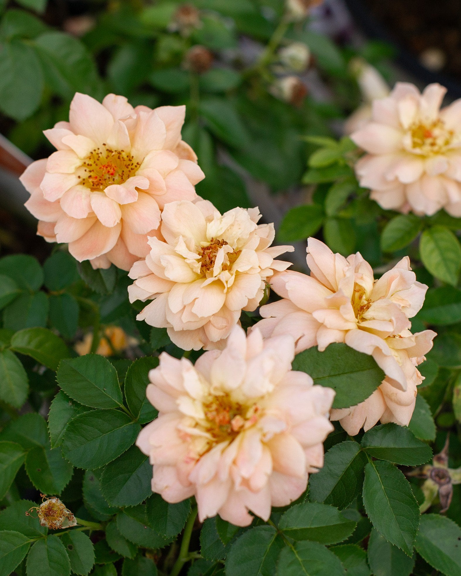 At Last Rose - Image 1