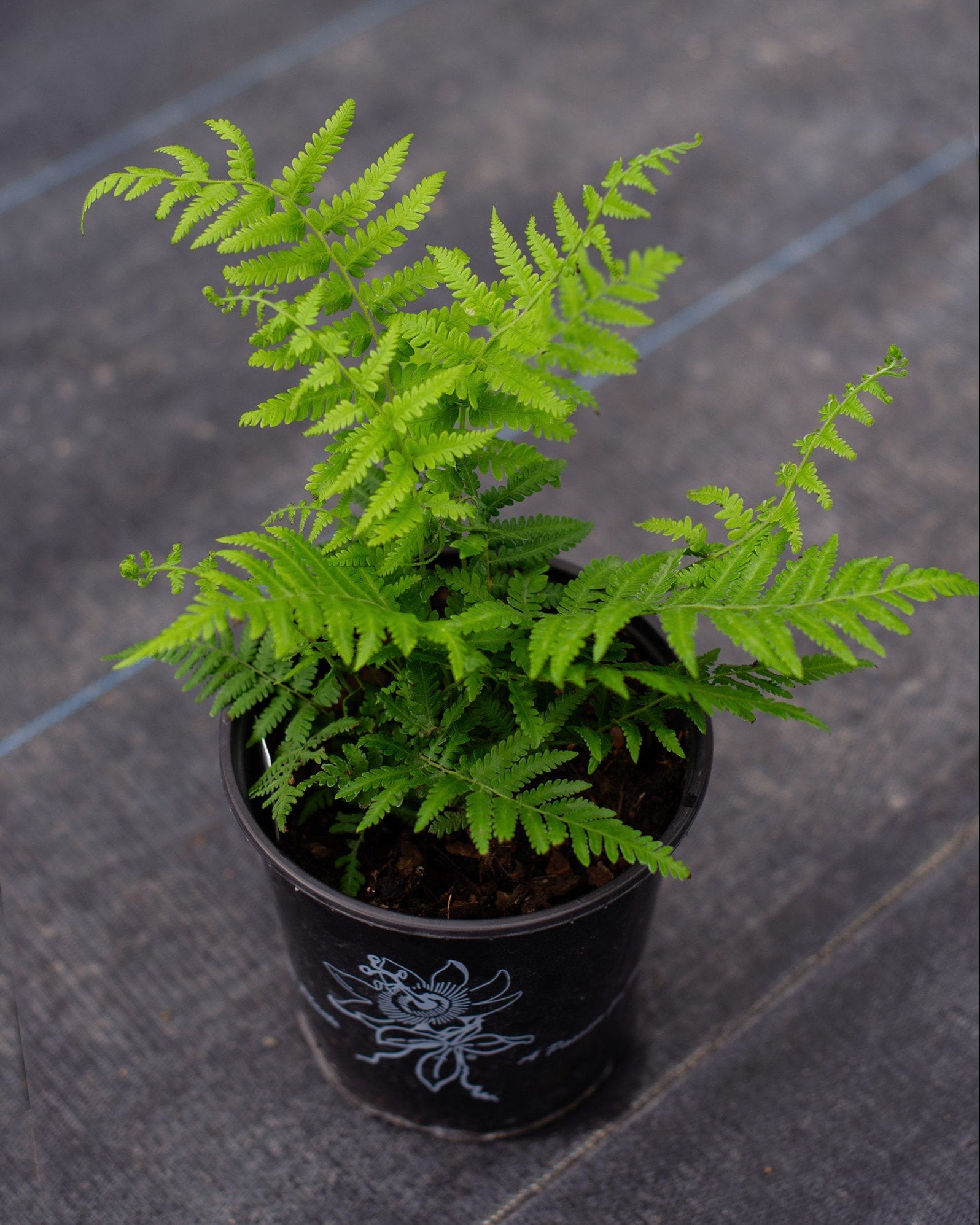 Southern Wood Fern - Image 1