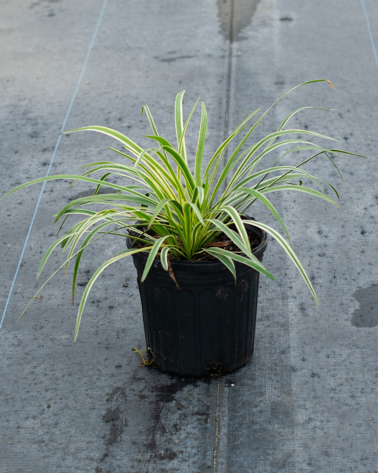 Variegated Liriope - Image 1