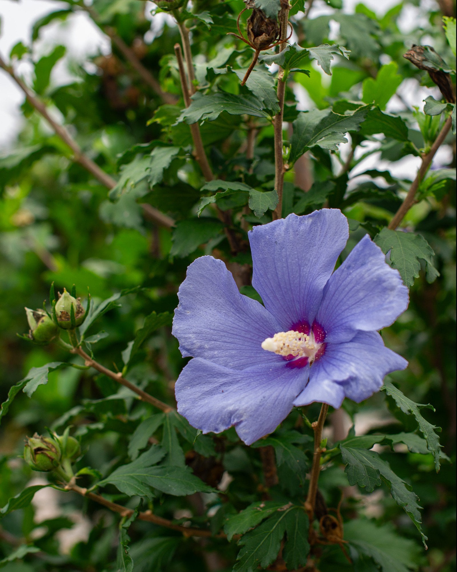 Azurri Blue Satin Althea Tree Form - Image 1