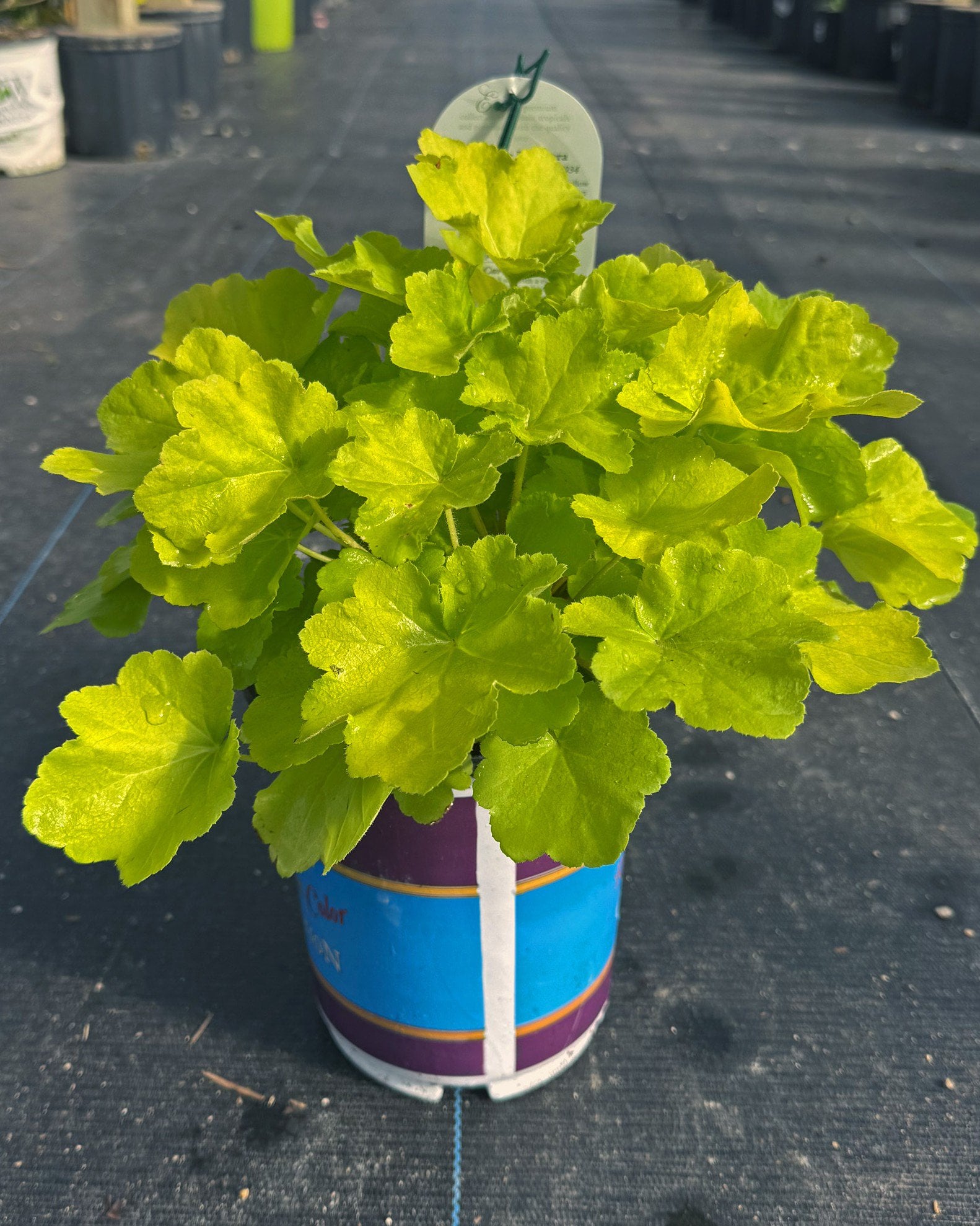 Citronelle Heuchera - Image 1