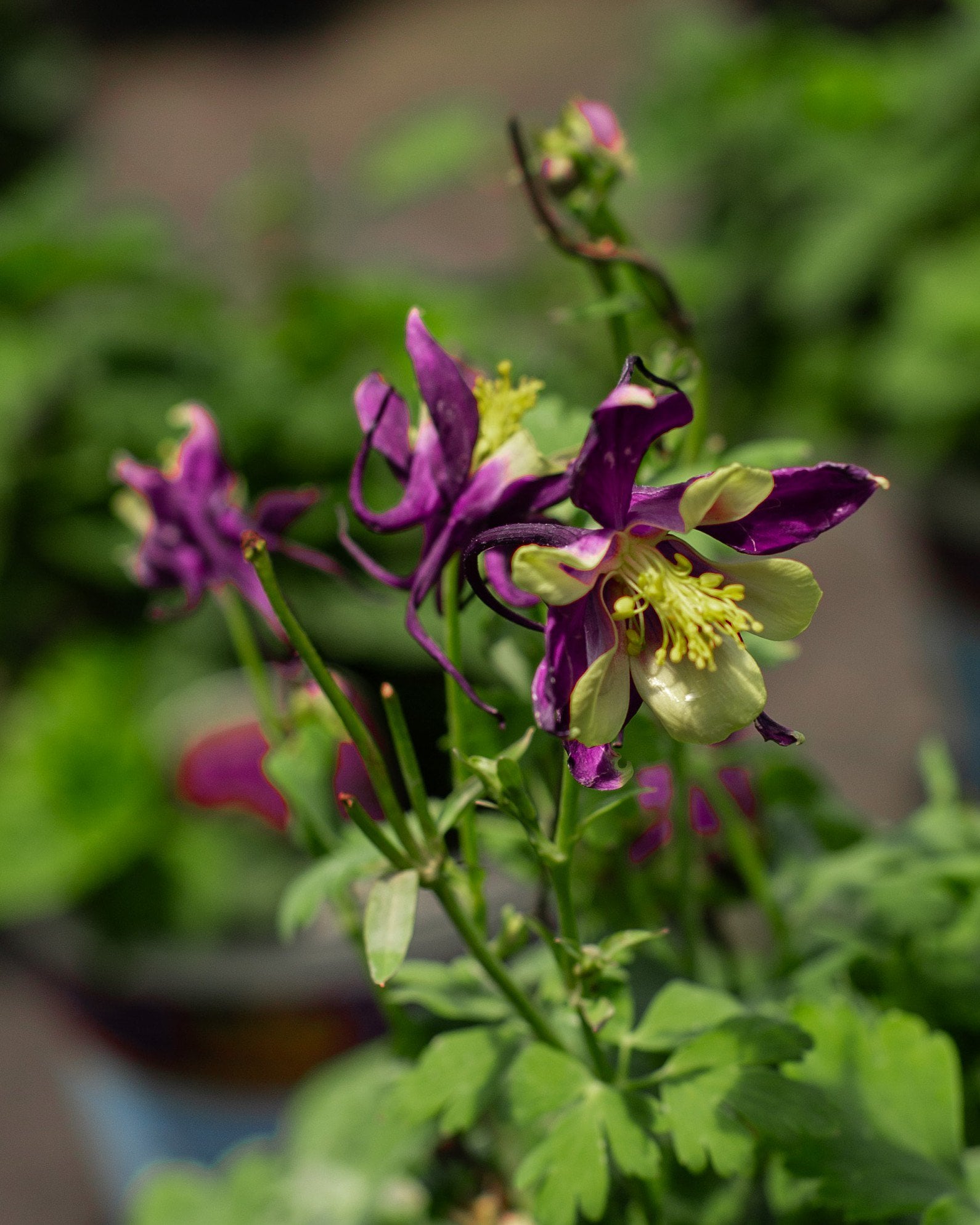 Earlybird Mix Columbine - Image 1