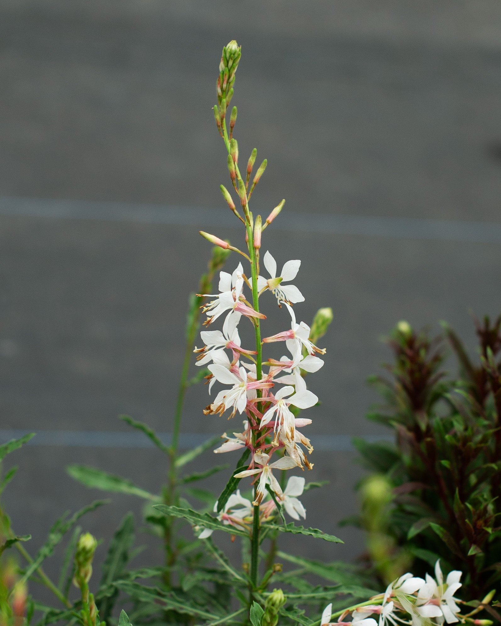 Graceful White Gaura - Image 1