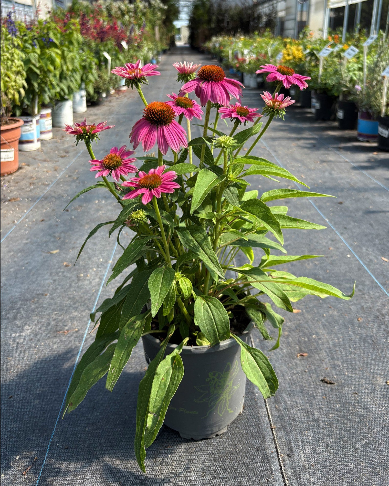 PowWow Wild Berry Coneflower - Image 1