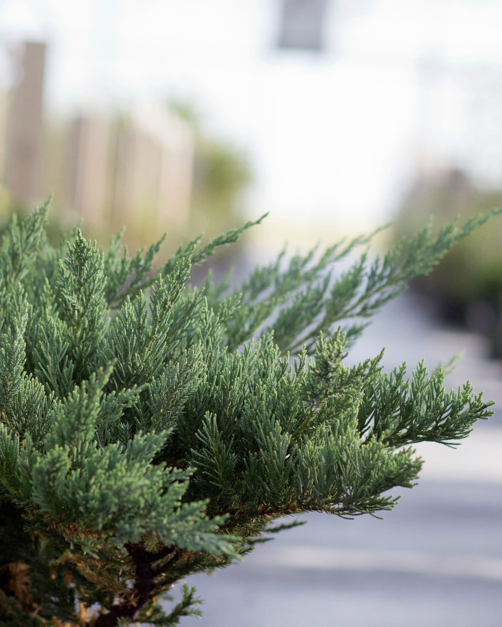 Parsoni Juniper - Image 1