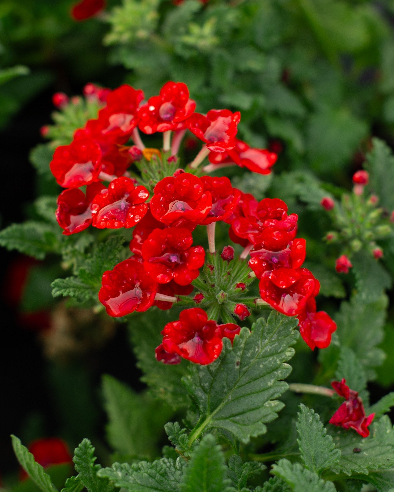 Empress Sun Red Verbena - Image 1