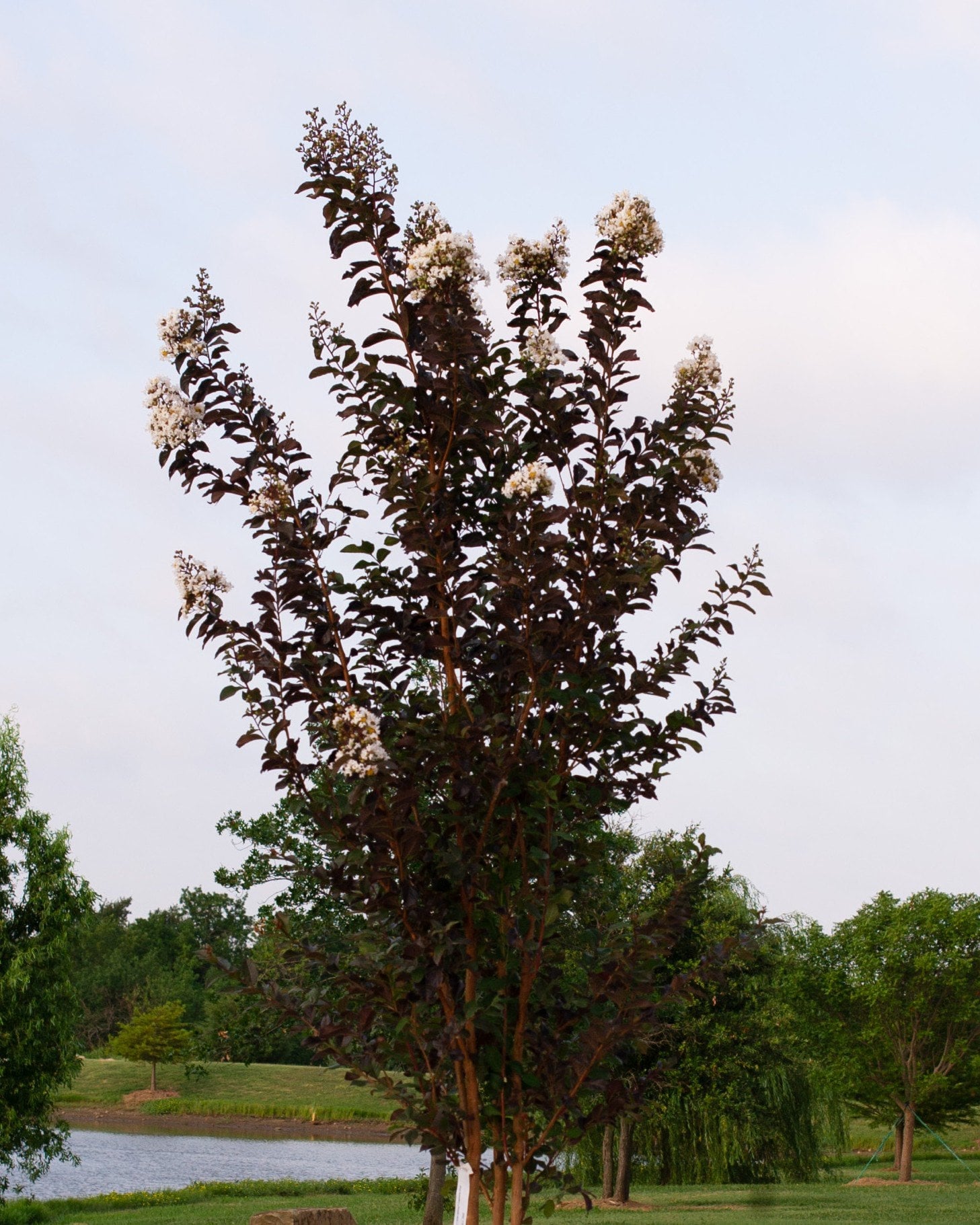 White Lightning Crape Myrtle - Image 1