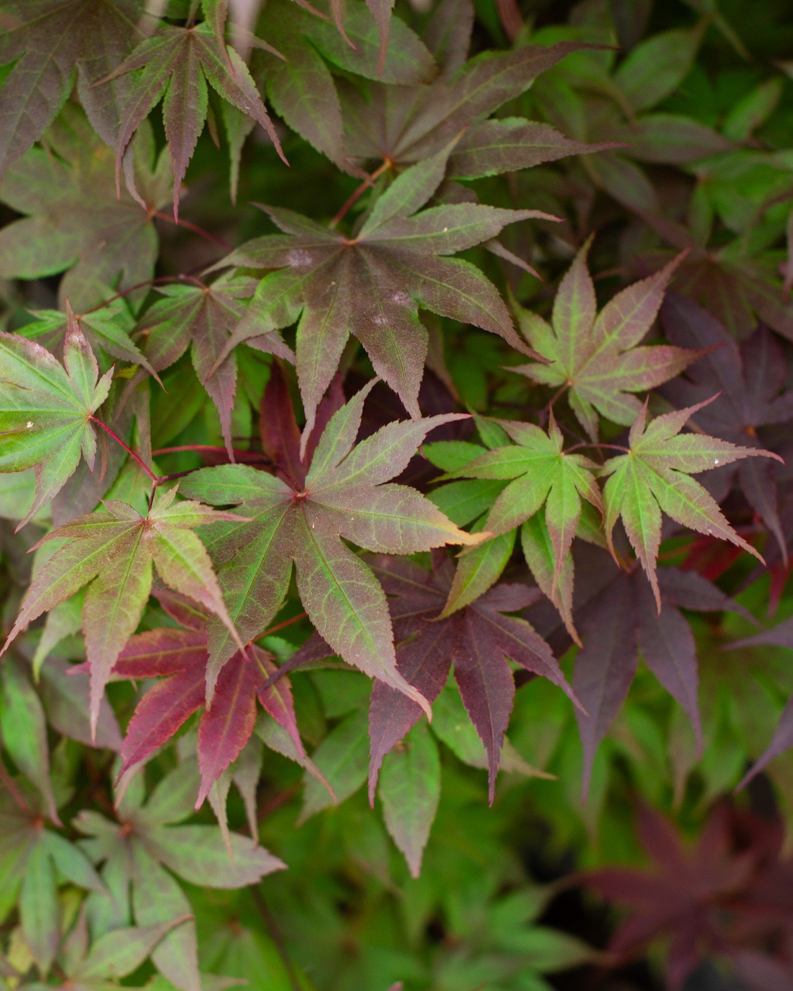 Bloodgood Japanese Maple - Image 1