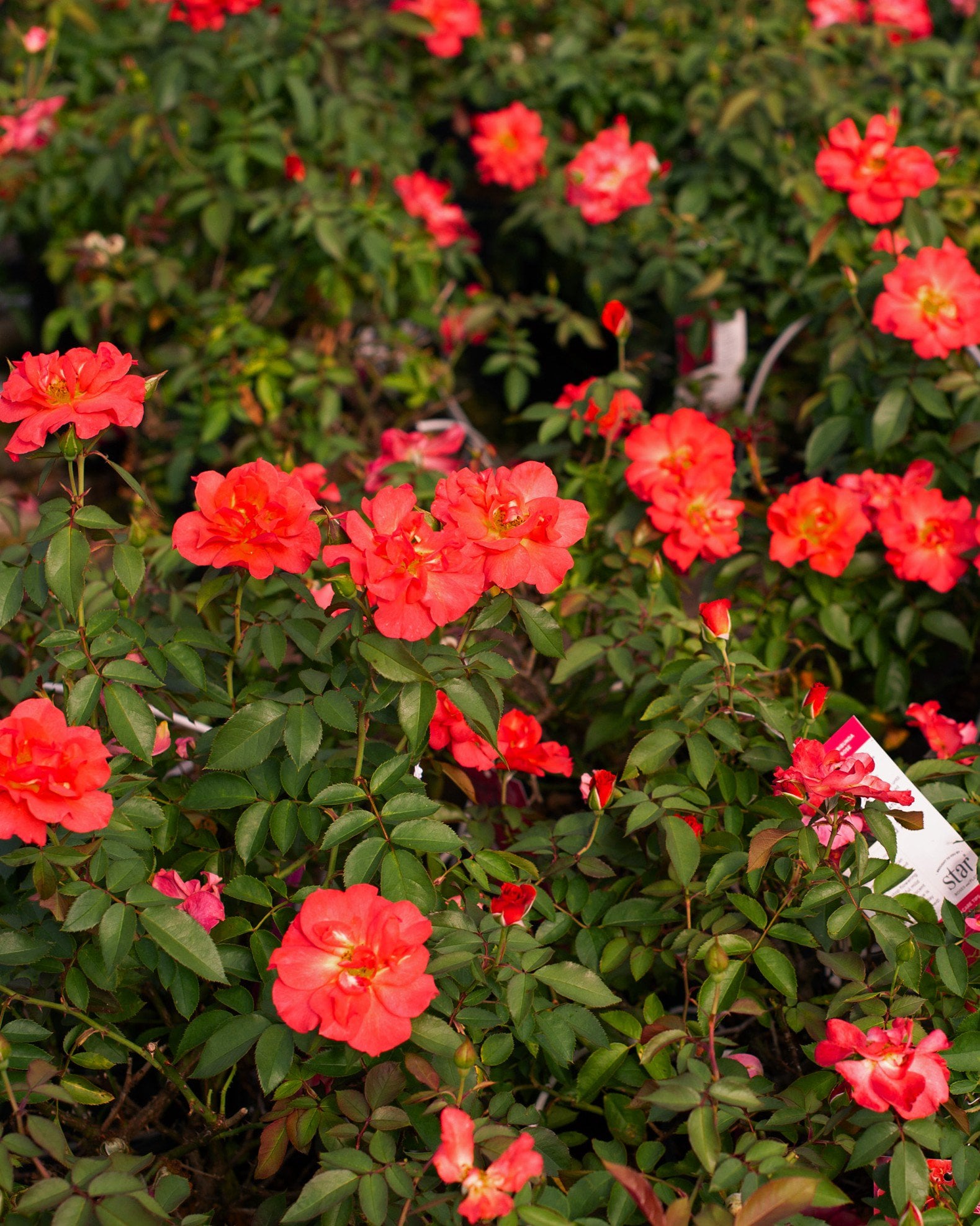 Cinco de Mayo Rose - Image 1